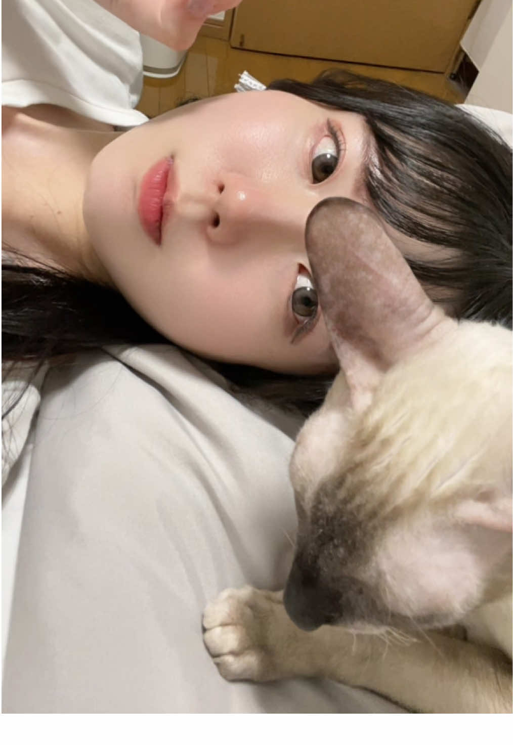 うちのヌッコかわええやろ #fyp #おすすめにのりたい #猫