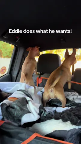 Good morning from the Dream Team Rescue kids #eddie #chihuahua #Love 