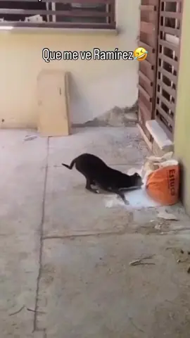 😅🤣taba en otro mundo ese perro 😅