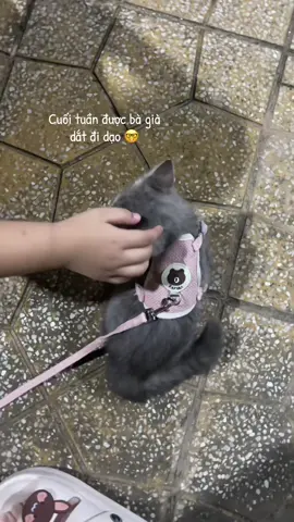 Một chút vitamin meo meo #fyp #yemdatpet #yemdatthucung #daydatmeo #xuhuong 