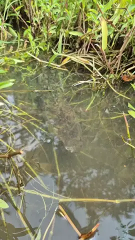 Best fishing trap video  #fish #viral #fishing #video