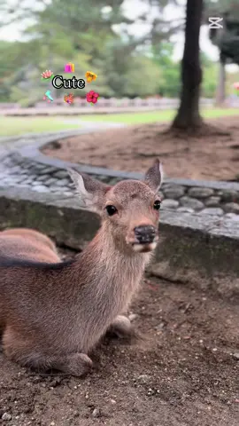 #fyp #osaca #viral #japon 