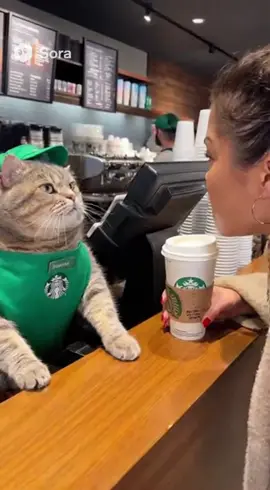 Starbucks ordertaker isn't in mood#catlife #catslovers #funnycats #viralfunnyvideo #funnyanimal 
