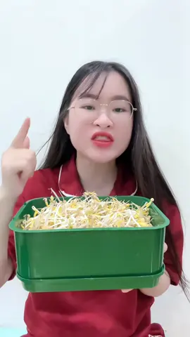 Khay làm giá đỗ #xuhuong 