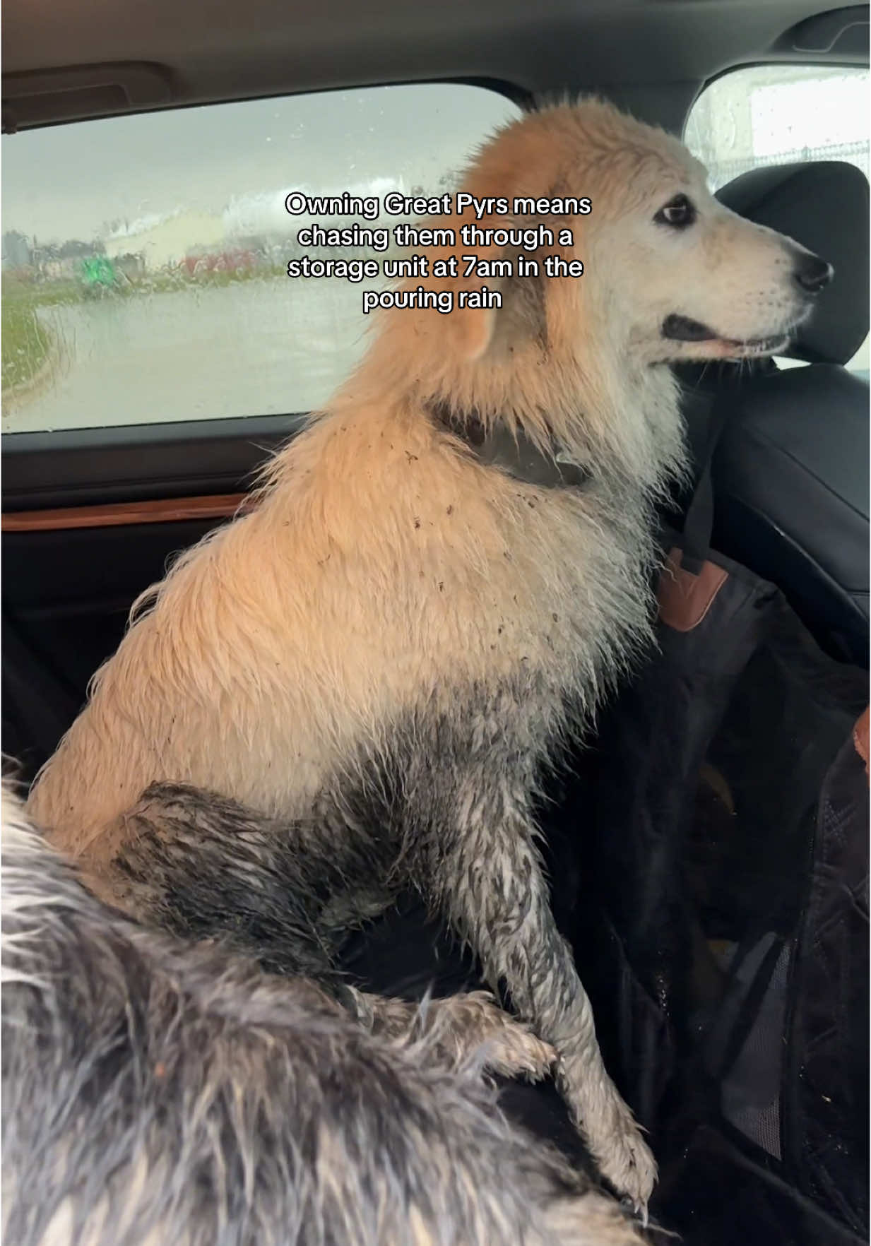 Got a call from my husband at like 7 AM who is literally in the middle of running a marathon to let me know that our dogs are over at a freaking storage unit just playing on the equipment 😐 send help #g#greatpyrg#greatpyreneesL#LGDl#livestockguardiandogf#farma#anatolianshepherddog