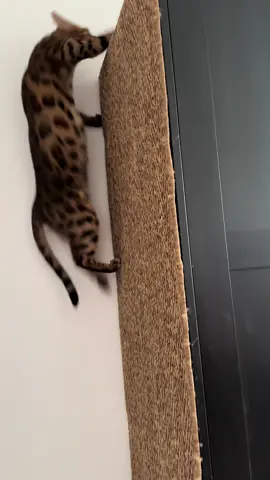 Diy arbre à chat / griffoir #DIY #fyp #pourtoi #chat #bengal   LE TAPIS QU’IL Y A SUR LA VIDEO C’EST LE LYDERSHOLM A 19,99€ MAIS CELUI DE LA VIDÉO MARCHE AUSSI 