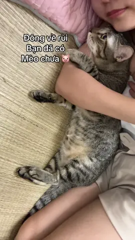 Đơn giản vậy thôi, mà nhiều bà nuôi mèo không làm được #bibeo #meobeo #meo #meomuop 