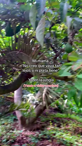 #xyzcba #mufasa #jungla #fyp #videoviral 
