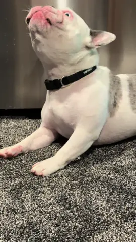 #foryoupage #PetsOfTikTok #howlingbulldog❤️ #frenchiehowling #funnyfrenchbulldogs 