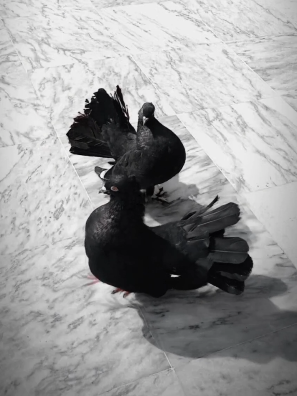 Sold Out Black Beauty ✨ #shahbirdsclub #wahcantt #pegionlover #beauty #viral 