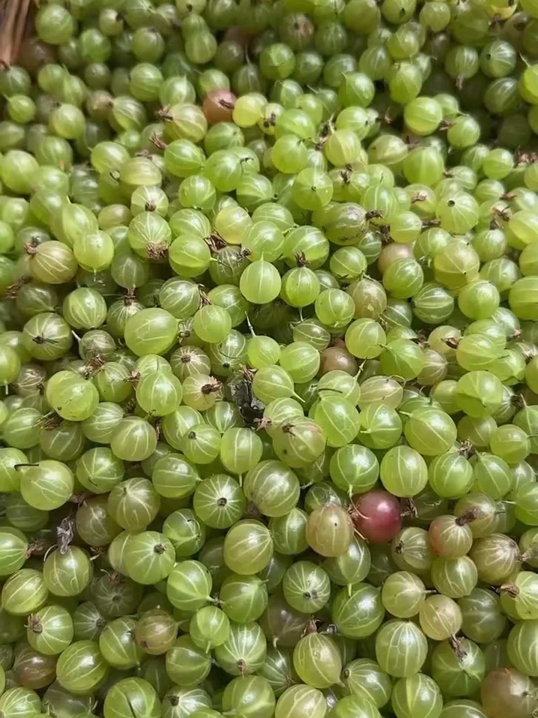 (1 minute) Amazing Fruit 😱 #asmr #fruit #fruits