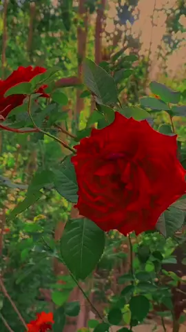 دل کافی نادان تھا دماغ والوں سے ہار گیا۔ #foryou #foryopage #reposting #followme #repost #fyp 