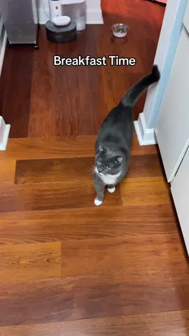 She is in a great mood today ❤️ #fyp #onepiececat #catsoftiktok #cat 