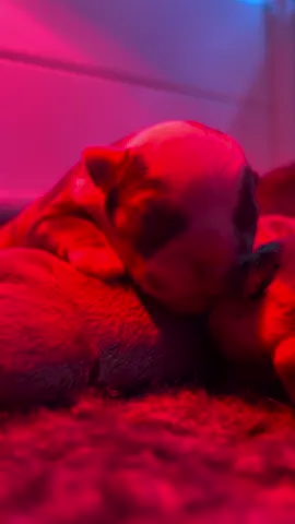 Bienvenue à mes petits bébés d’amour… je suis tellement reconnaissant de pouvoir vivre ça ❤️ #eleveur #eleveurcanin #bouledoguefrançais #bf 