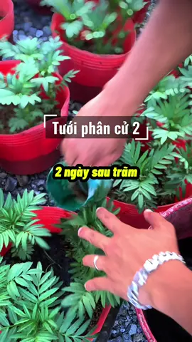 Tưới phân cử 2 - Nôn Tết chưa bà con #hoavantho #hoatet #tet2026 