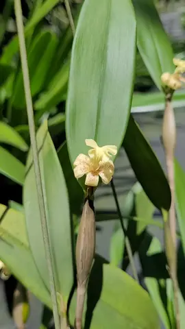 THẠCH HỘC MI #vuonlannguyenngocha #nguyenngocha 