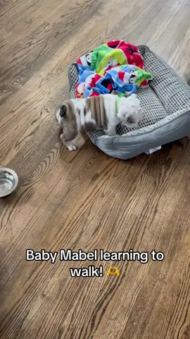 Wrinkles for days…. Sweet baby! 🫶🫶🫶#Mabel #dogsoftiktok #englishbulldog #fyp #tiktokpets 