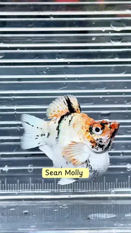 Sean Molly fish ปลาบอลลูน #ปลาบอลลูน  ฝากติดตามด้วยนะครับเจอกันที่ ไลท์สดนะครับ