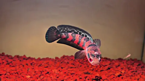 Đổi hồ 1 ngày vẫn căng #channamaru #chuphuongchanna #channaindonesia 