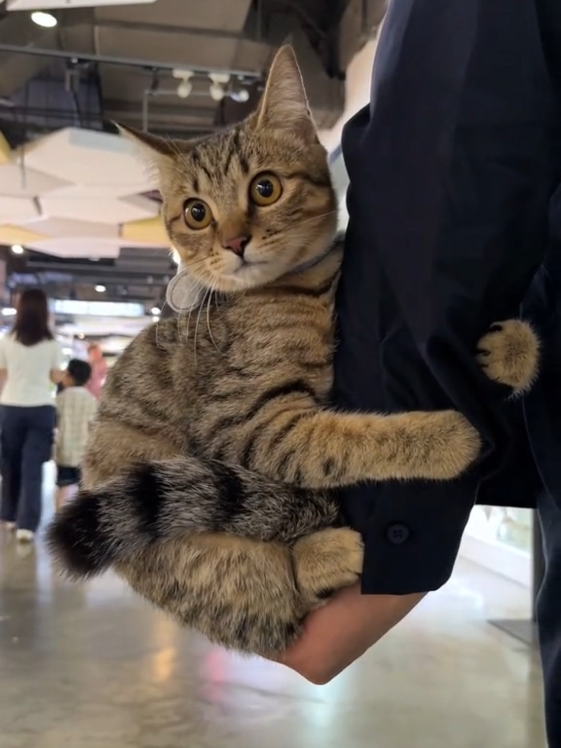kunching introvert #kucing #oyen #introvert 