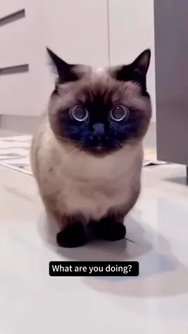 #fyp #cat #funny #catmoments💛 #viral 