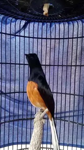 kicauan burung murai batu dengan materinya yg bagus #muraibatumania #kicaumania #muraisingoedan 