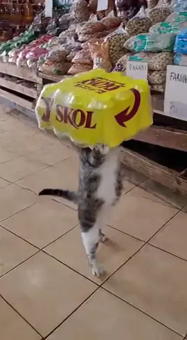 bom  dia , o gato ta simplesmente loucaço. espero que entrege na minha casa ne abraços