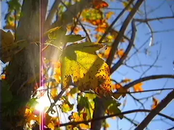 found #fall #aesthetic #2000snostalgia  . leaves or something idk  . #deltarune 