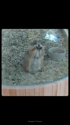 #TikTok #fyp #длятвоейстраницы #вирусный #забавный 