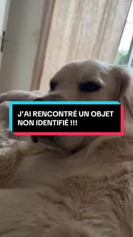 La peur de ma vie 😅🤣🐾 #goldenretriever #goldenretrieverlife #goldenretrieverpuppy #goldenretrieverlove #peur 