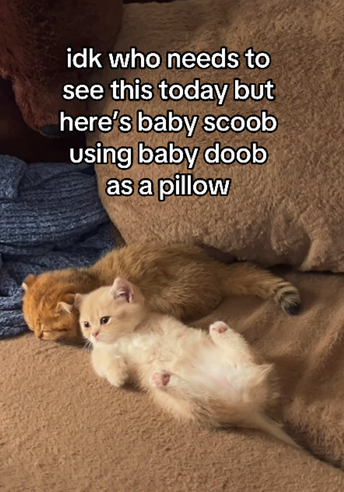 absolutely sobbing as i look at their baby clips #fypppppppppppppppppppppppppppppp #doobscoobgoob #catsoftiktok 