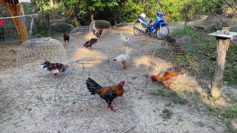 Gà ruộng anh em ơi … #xuhuong #xuhuongtiktok #gadavietnam #dammega#gada