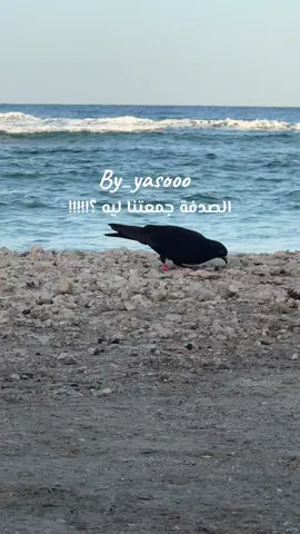 الصدفة جمعتنا ليه!!!! #تصوير#viral # flypシ #اكسبلور #by_yasooo  #jeddah   