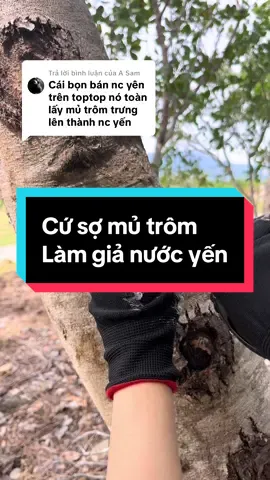 Trả lời @A Sam uống nước yến sợ giả thì uống mủ trôm cho rẻ mà mát gan sạch ruột nhẹ bụng khoẻ người lắm luôn #caymutrom #giainhietmuahe #xuhuongtiktok #ancungtiktok #mutrom  @CÂY MỦ TRÔM  @CÂY MỦ TRÔM  @CÂY MỦ TRÔM 