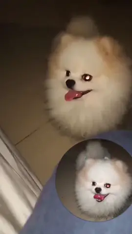 Saahhiiirrrooo 🐶 #4u #fyppppppppppppppppppppppp 