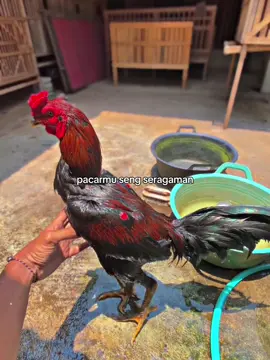 Pemuda keduman pitik, cekelan wulu karo spon #buanafarmjogja #ddroosterfarm #fyp #ayambangkok #CapCut  