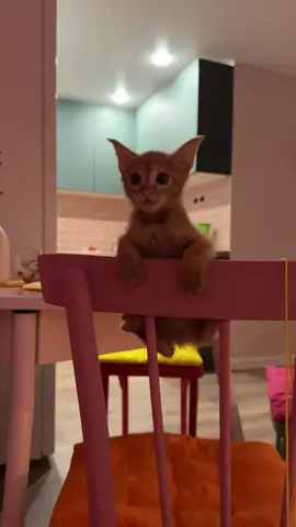 Не соскучишься в общем) #кот #котенок #рыжийкот #рыжаябестия #котикиприколы 