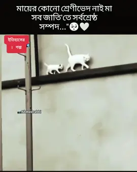 @TikTok Bangladesh #foryoupage #myallfollowers🔥 #flowers 