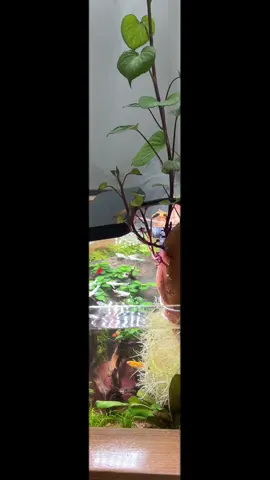 Nghiện ngày thứ 3, các bác xem giúp em có ổn không ạ #becathuysinh #aquarium #molly #videoviralitiktok 