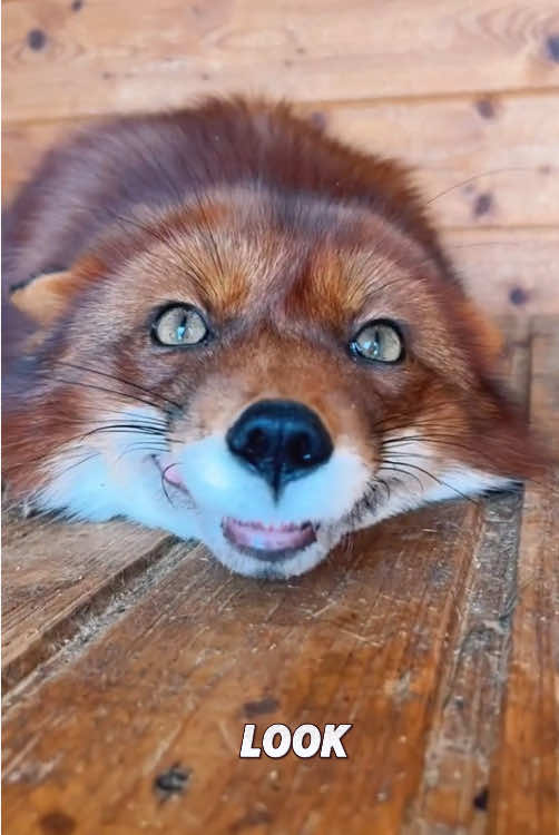 “Red fox.”#viral #animals #foryou #fyp #cute #tiktok 