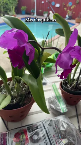 Mis Orquídeas #redland #catleyas #orquideas #arachnnis #dendrobium 