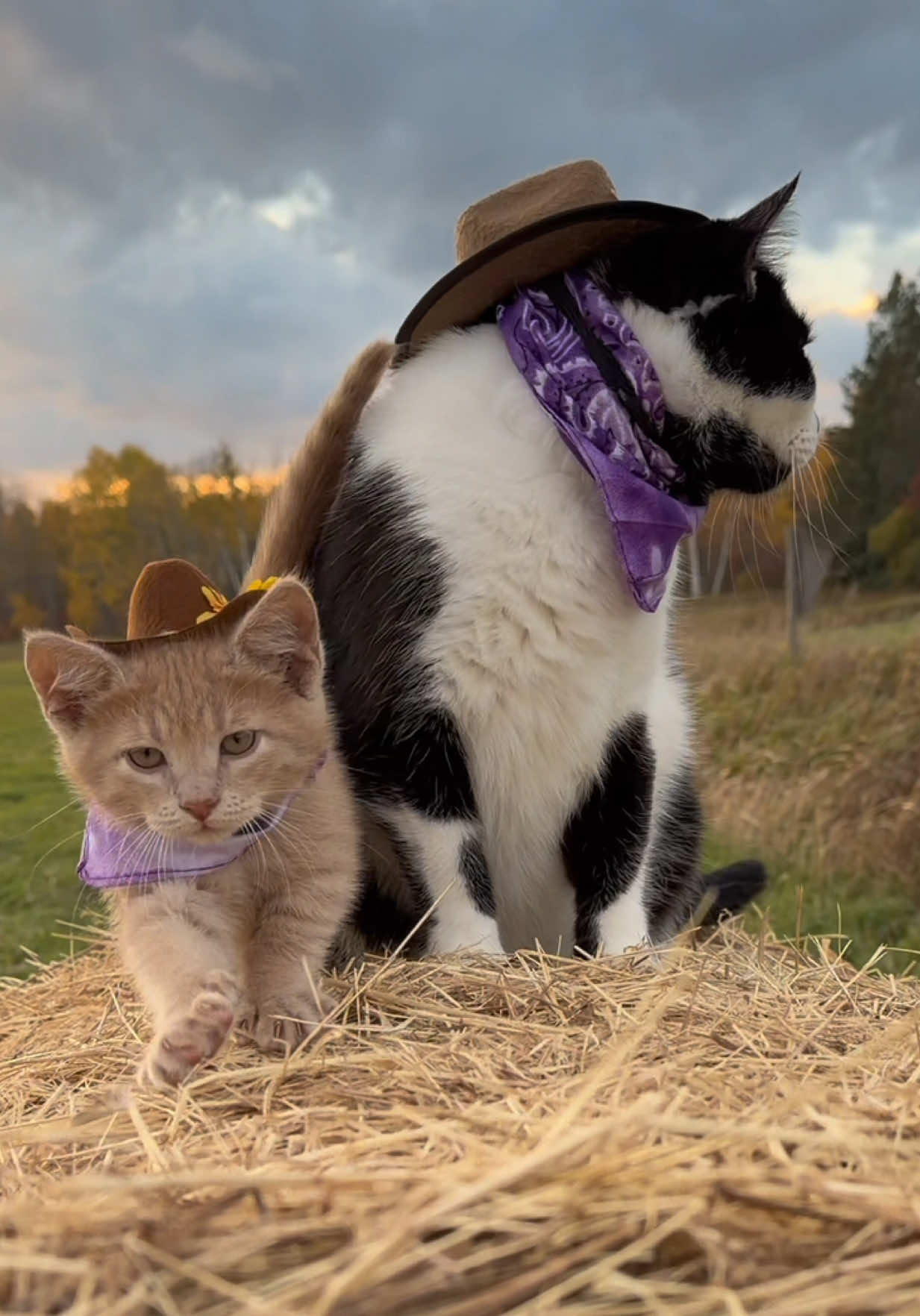 Meowdy purrtners. Monty’s first time on a hay bale 🧐  If you’re a fan of Jack Spicer’s kitty cat cowboy content please consider being a real cowpoke and subscribing to his Patreon linked in bio 😊 everything helps ❤️  #cat #cats #catsoftiktok #kittycat #cattok    