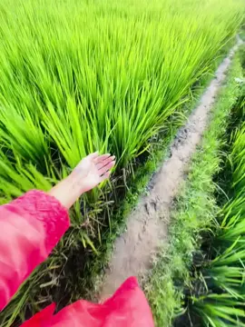 Ho vai .. #chad_ni #foyyoupage #unfrezzmyaccount #tiktok?bangladeshforyou #fyyyyyyyyyyyyyyyy #unfrezzmyaccount😭😭😭😭😭 #copylink 