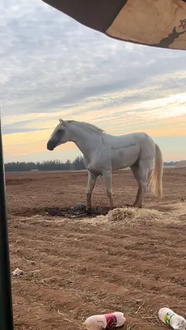 Soultan😍#تبوريدة_المغربية #maroco🇲🇦algeria🇩🇿tunisia🇹🇳 #شعب_الصيني_ماله_حل😂😂 #تبوريدة_تراث_مغربي_نفتخر_به #❤️❤️❤️ 
