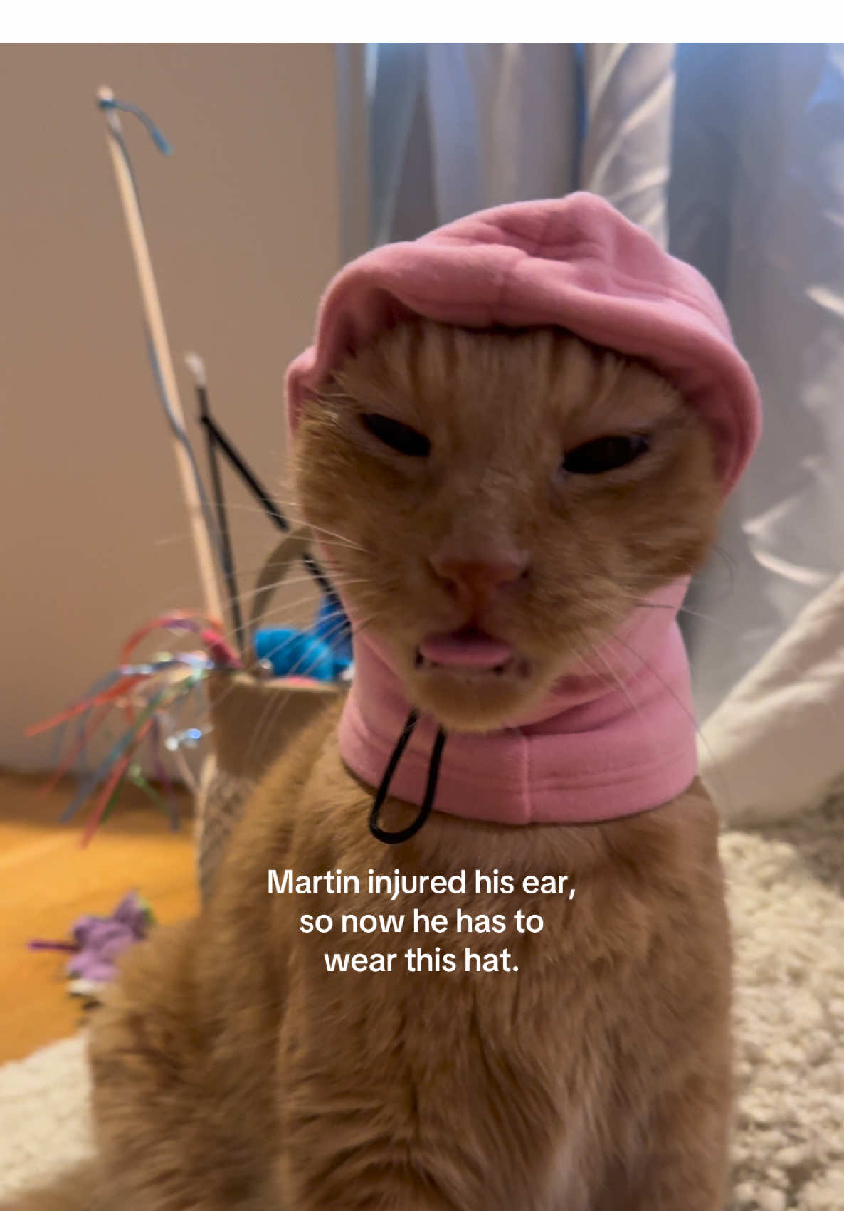 Martin kept scratching at his ear injury again and again. We went to the vet, and the wound was cleaned. He had to wear this little cap for a day. Now, just one day later, the injury is almost completely healed 🧡  #rescueanimals #foryouu #foryoupagе #orangecat #catsoftiktok 