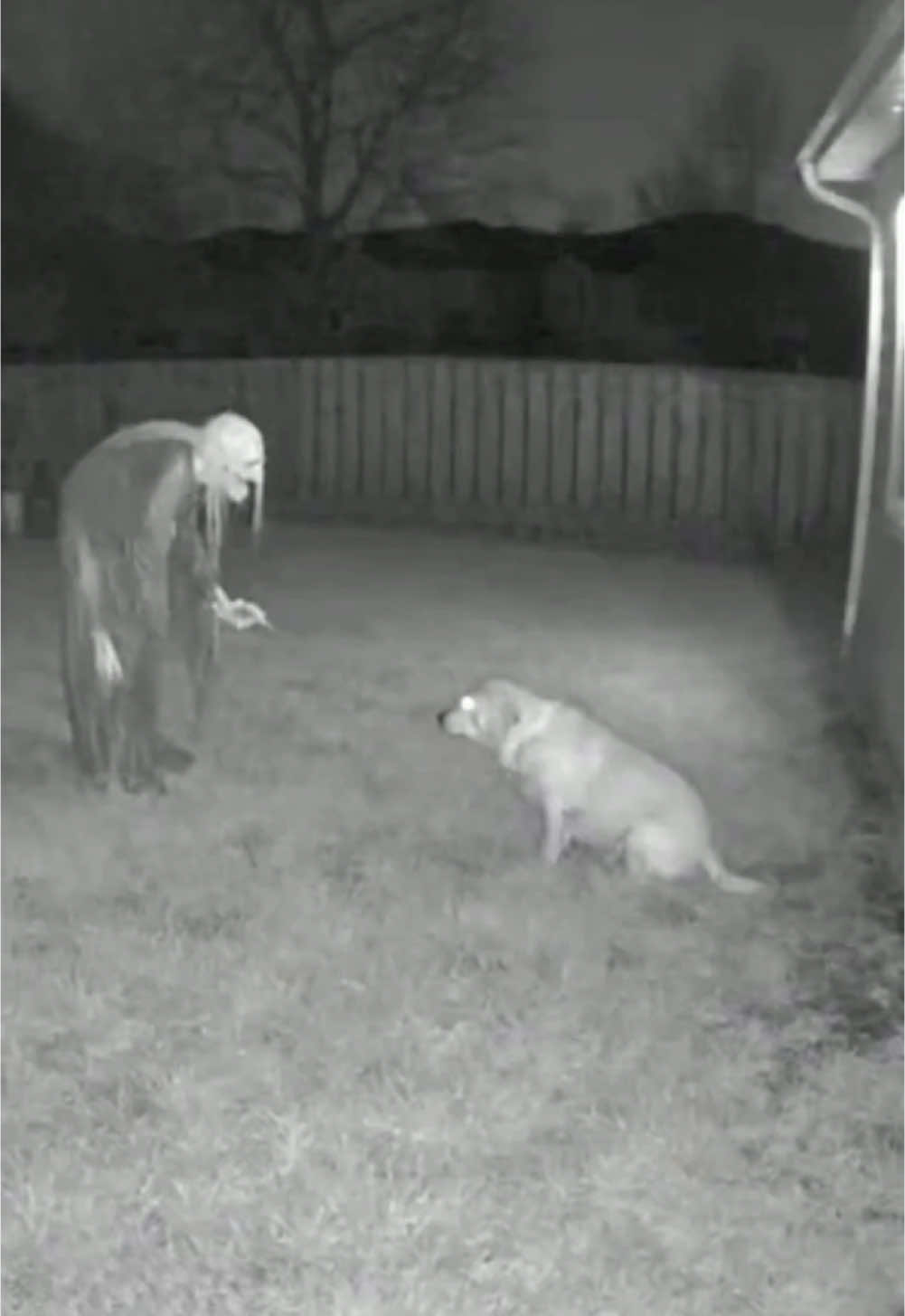 Omg 😱 #dog #horror #halloween #ai #funny 