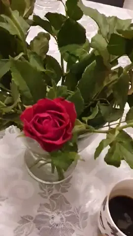@Verda Verda 