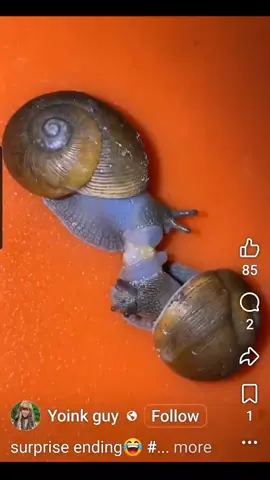 Snails!!?  Eww! Don't forget my open house this afternoon. See you on the beach between 1pm & 4pm. #BeachfrontLiving  #OpenHouse  #SandCaper 