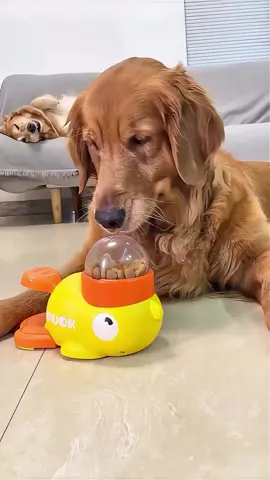 Hora da diversão e alimentação garantida! 🐶🦆 ID: BFN-YYT-RFM Link: https://s.shopee.com.br/6psDVaLEOr Brinquedo interativo em formato de pato. Dispensador de ração e petiscos inteligente. Estimula o instinto e reduz a ansiedade. Ideal para cães e gatos de todos os portes. #BrinquedoPet #PetShop #PatoInterativo #CachorrosFelizes #GatosFofos   