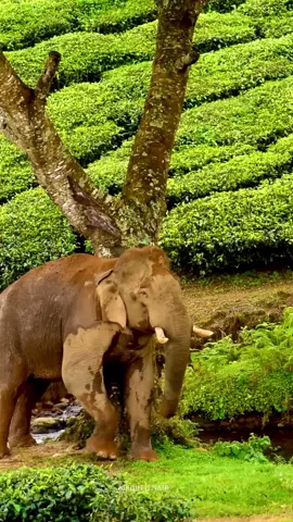 പണ്ടാരമടങ്ങാൻ എന്തൊരു ചൊറിച്ചിൽ 😂#aanapranthan #ആനപ്രേമി #aanakambam #sujithsoman1991 #aanapremi 